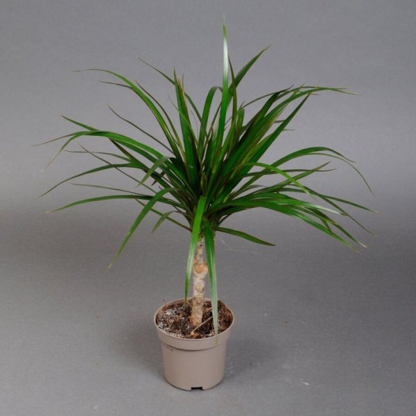 Пальма Драцена