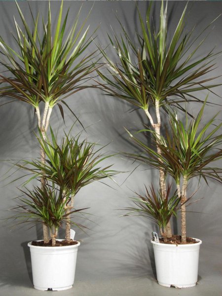 Драцена Маргината 3010