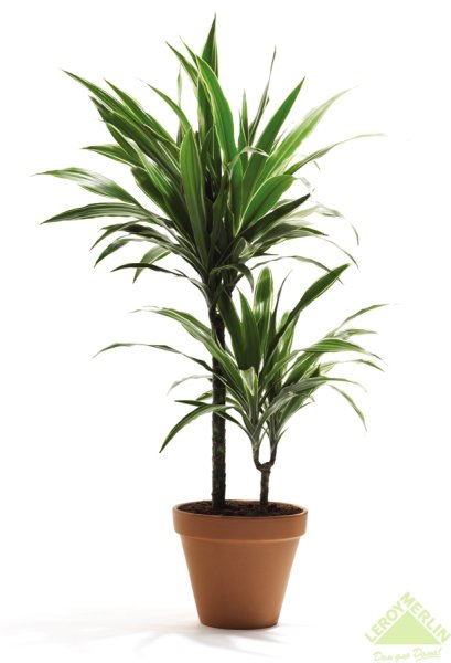 Драцена длиннолистная
