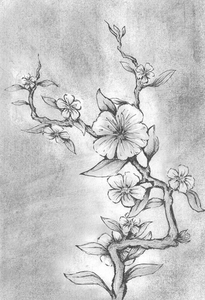 Куст гортензии скетчинг