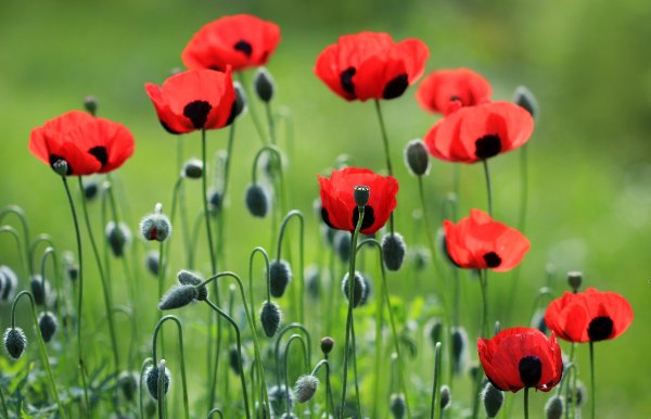 Маки Кодзуэ