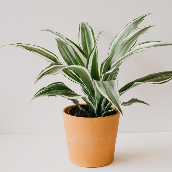 Драцена Плант