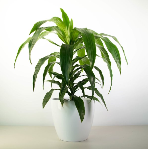 Цветы комнатные Драцена