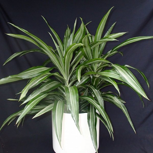 Драцена финиковая Пальма