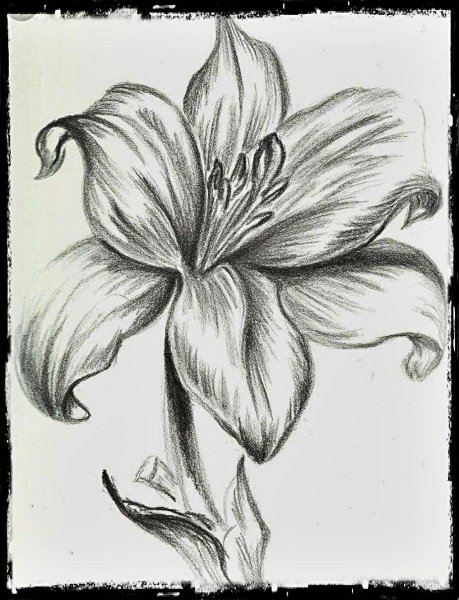 Цветы простым карандашом