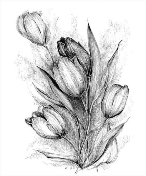 Нарцисс Ботанический скетч