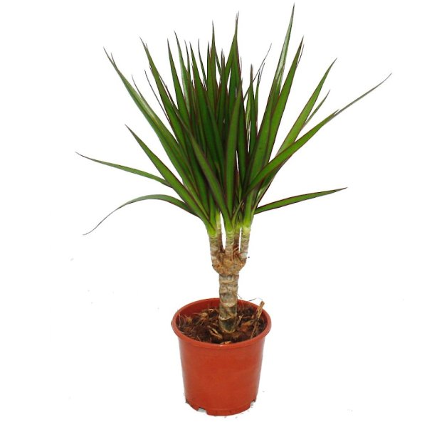 Драцена отогнутая деремская