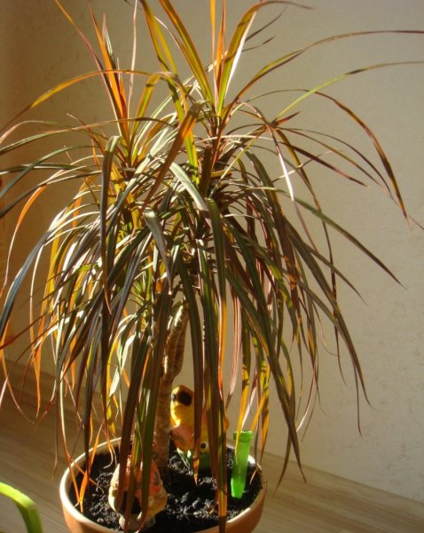 Драцена кукурузолистная