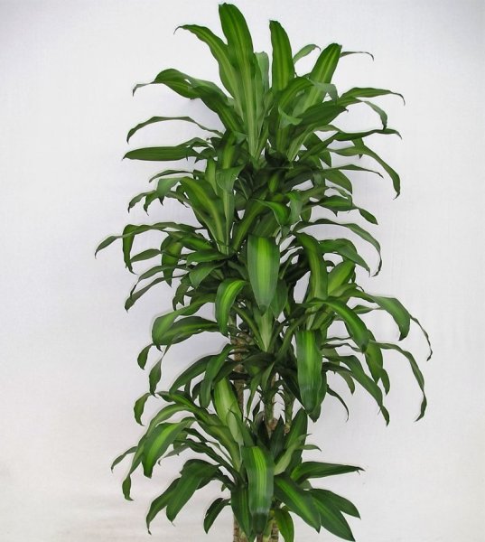 Драцена Фрагранс сюрприз