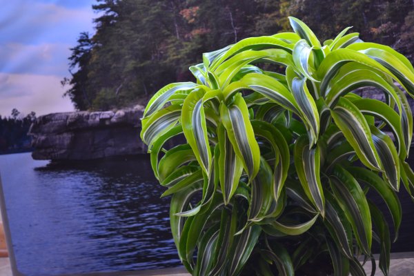 Драцена отогнутая деремская