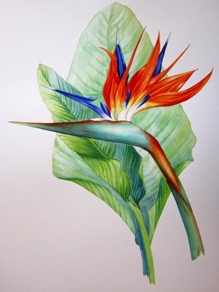 Стрелиция ситниковая