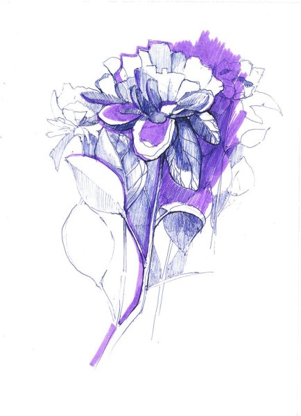 Цветы скетч