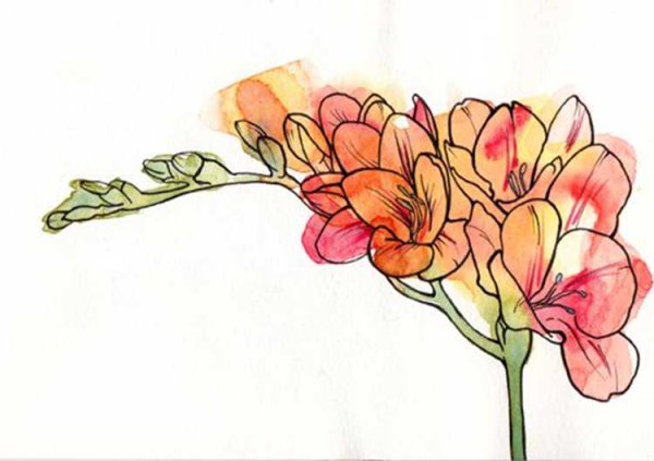 Фрезия тату эскиз