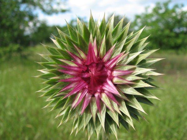 Красивая колючка