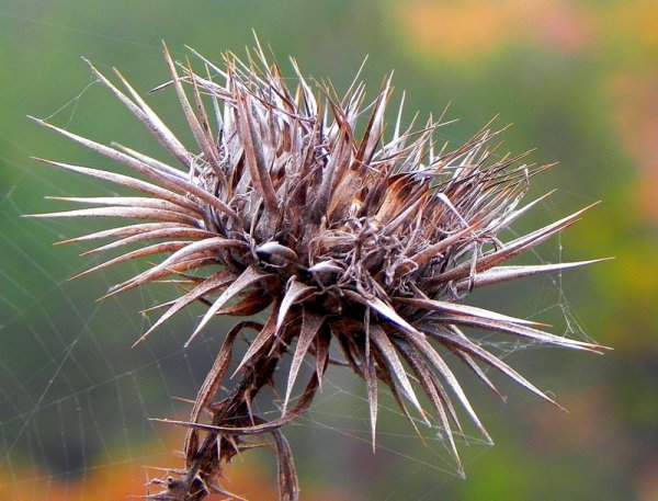 Колючки Саадана (растение)