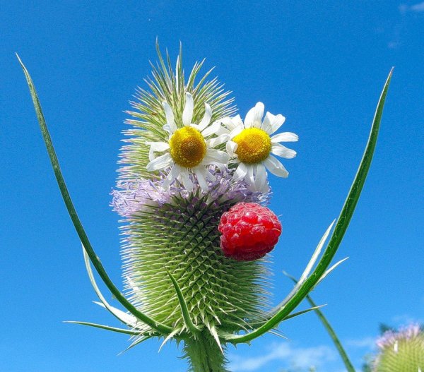 Красивая колючка