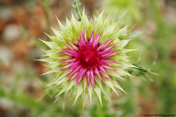 Колючка Крымская растение