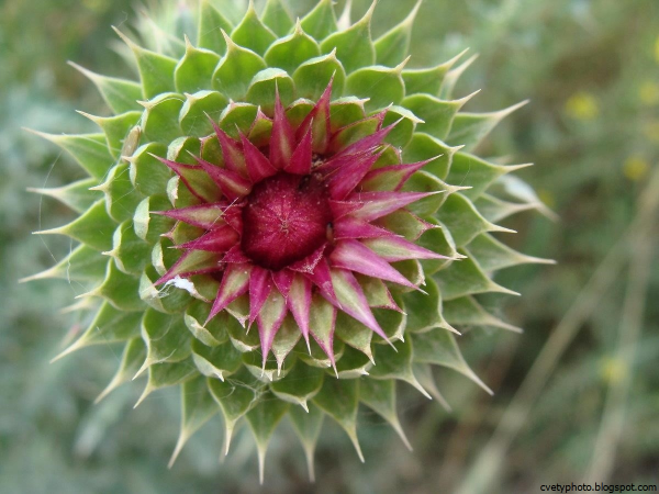 Колючки Саадана