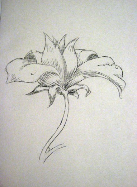 Красивый сказочный цветок карандашом