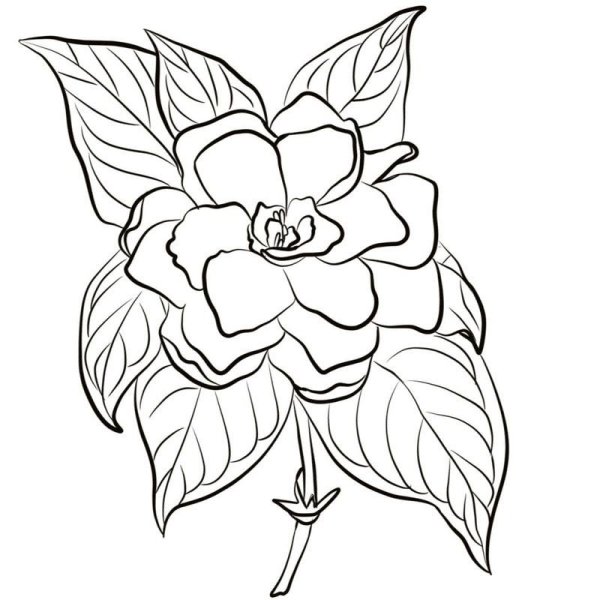 Аленький цветочек раскраска