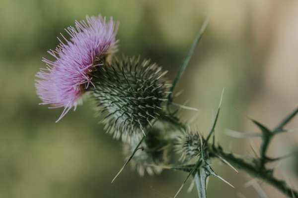 Чертополох Тёрмера