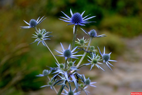 Чертополох синеголовник