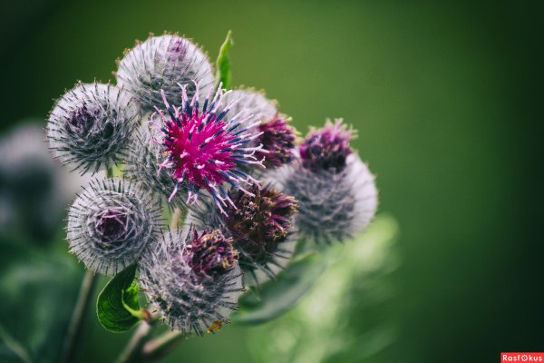 Шиповник репей колючки