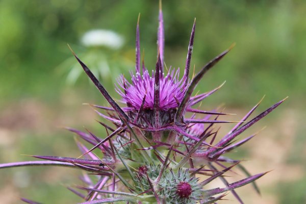 Чертополох в Израиле