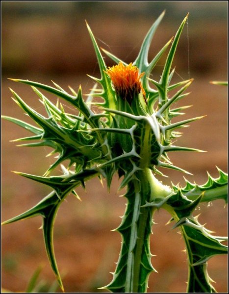 Колючки Саадана (растение)