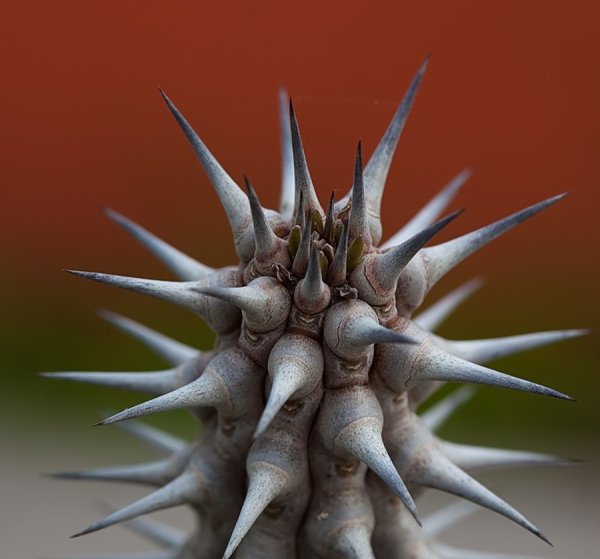 Растения с шипами