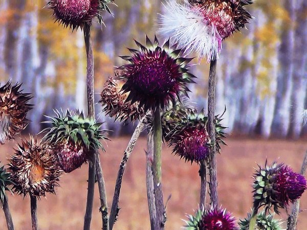 Чертополох осенний