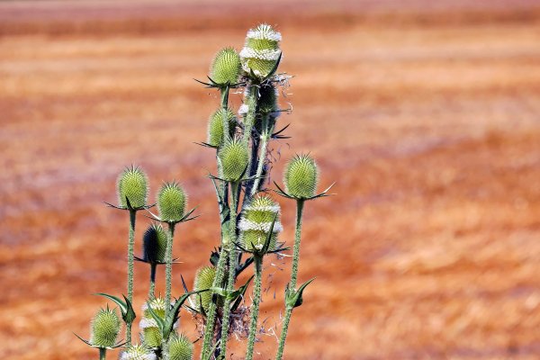 Чертополох Ворсянка колючка