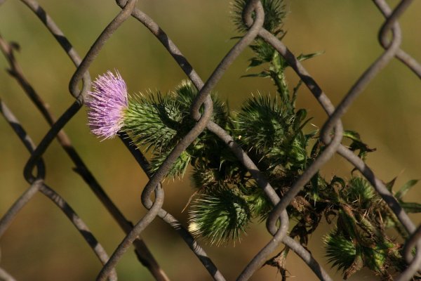 Колючка композиция растения