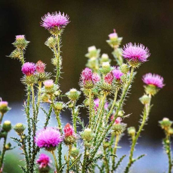 Татарник колючий чертополох
