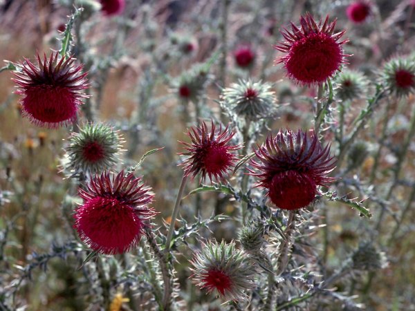 Чертополох мелкоголовчатый