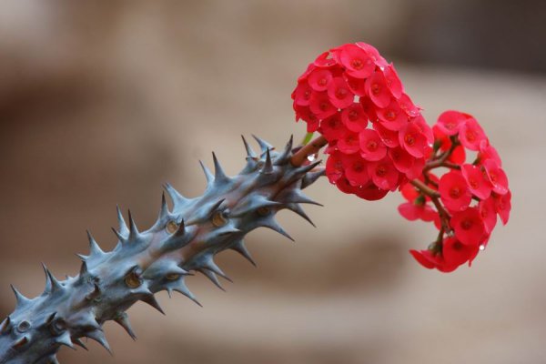 Стеблевые колючки