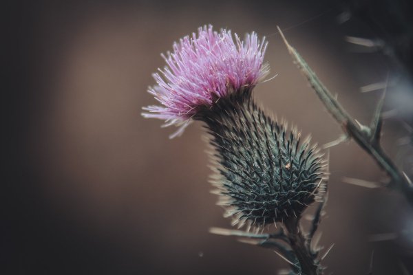 Чертополох мелкоголовчатый