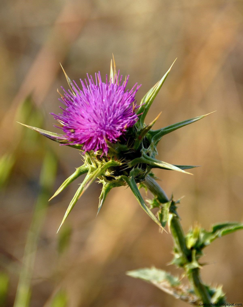Колючий сорняк чертополох