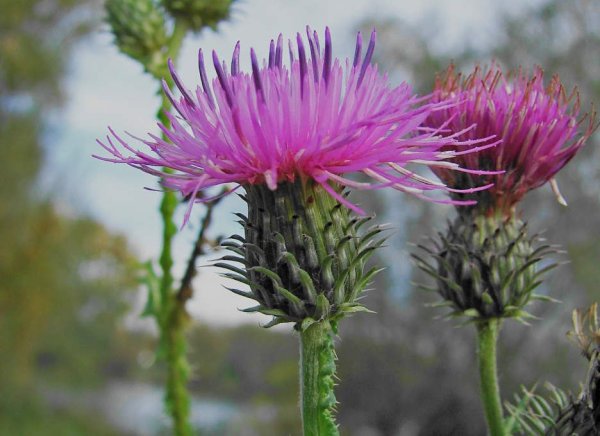 Палеоцентаурея чертополох