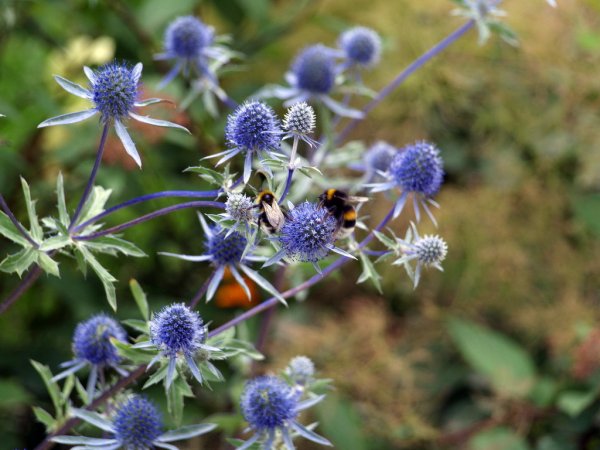 Чертополох синеголовник Чертогон