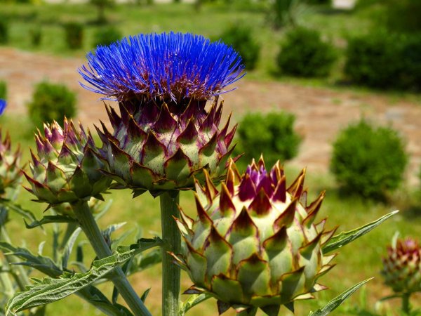 Чертополох растение