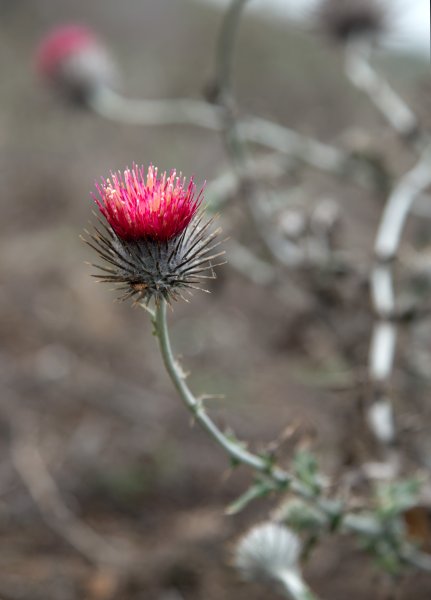 Колючки чертополоха