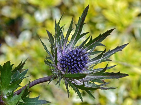 Трава синеголовник