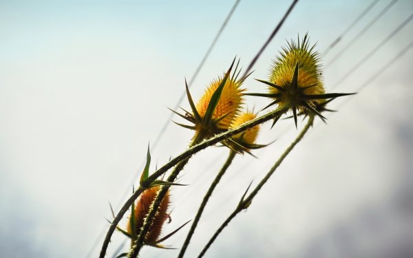 Карлина колючка