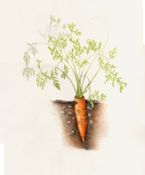 Корнеплод растения Daucus carota