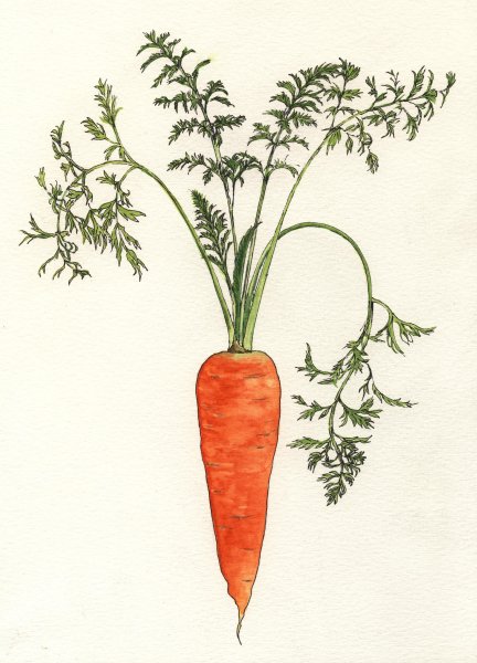 Морковь посевная Dáucus satívus (Hoffm.) Roehl.