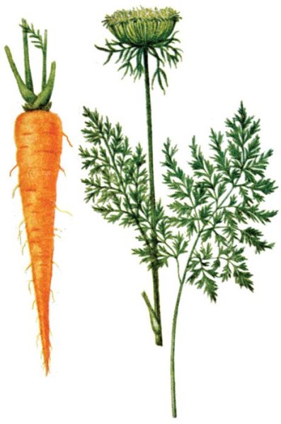 Морковь Дикая (Daucus carota)
