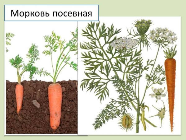 Морковь посевная стебель