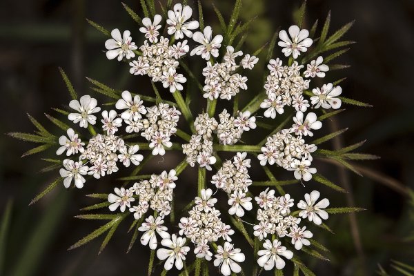 Daucus carota цветок