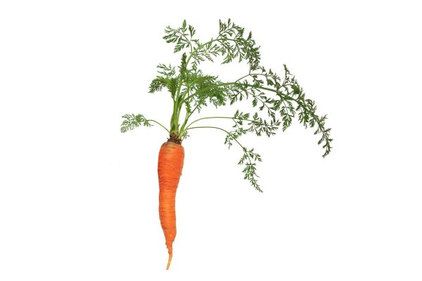 Корнеплод моркови